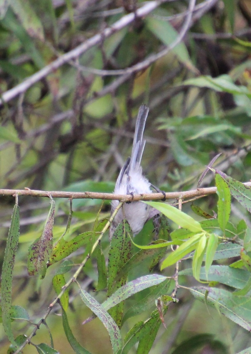 Bushtit - ML642571920