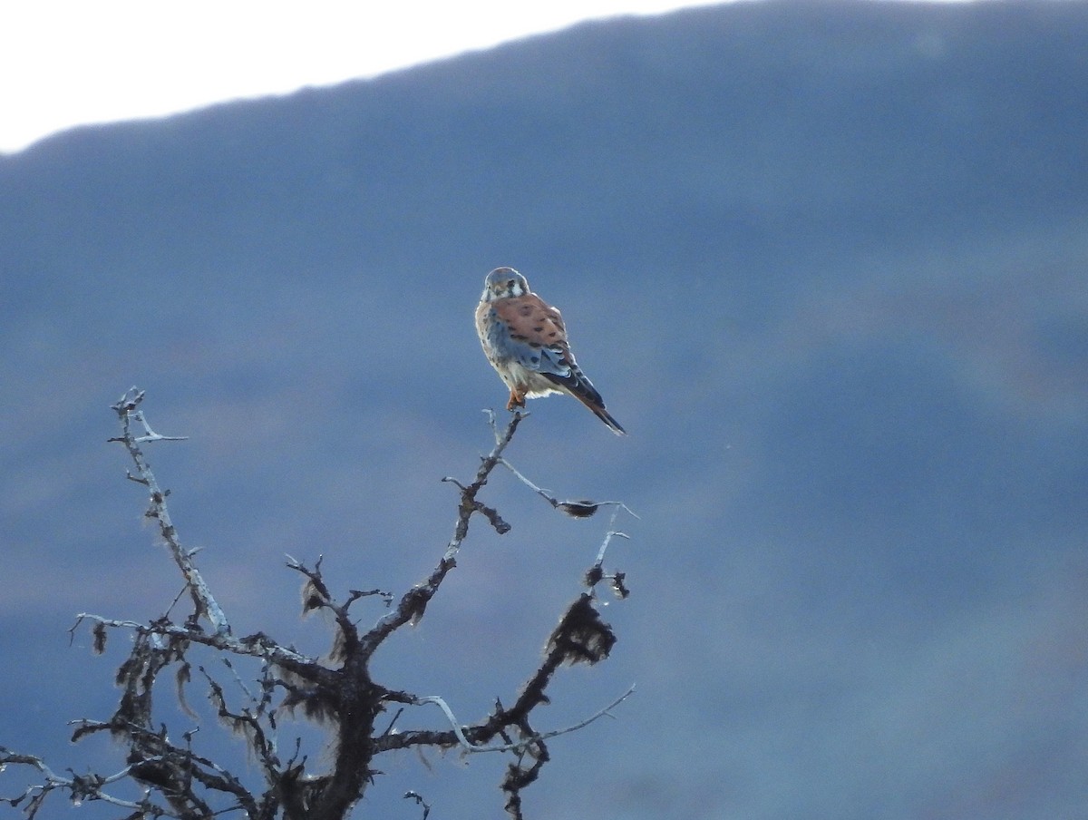 American Kestrel - ML642571952
