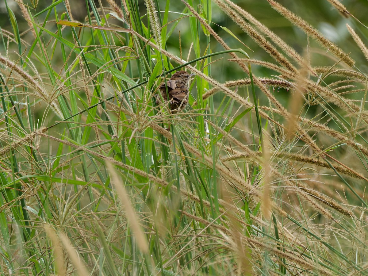 Tawny Grassbird - ML642571996