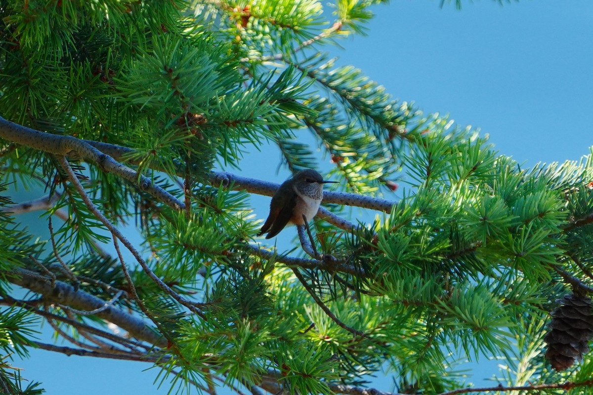 Rufous Hummingbird - ML642572028