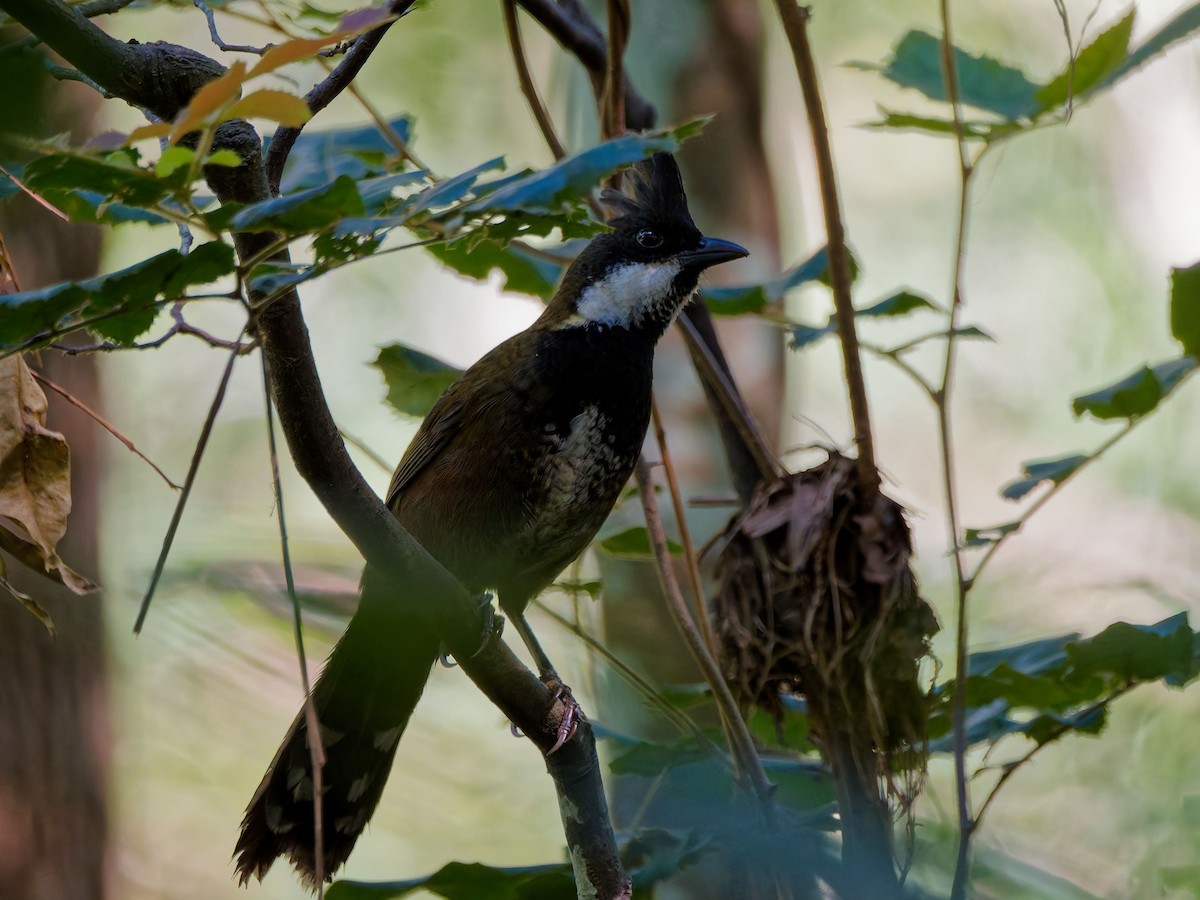 Eastern Whipbird - ML642572060