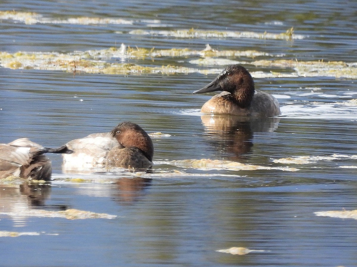 Canvasback - ML642572102