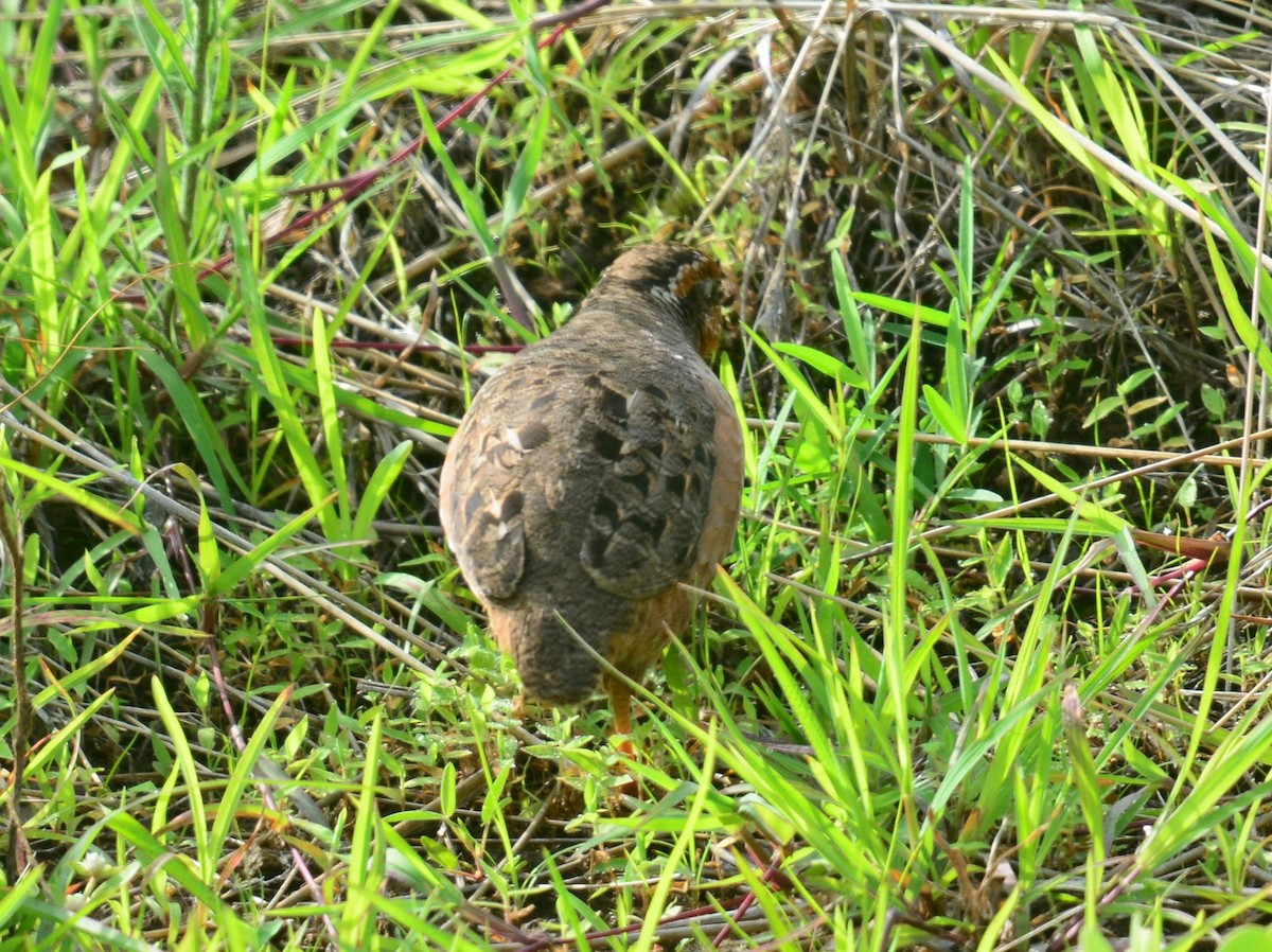 Jungle Bush-Quail - ML642572120