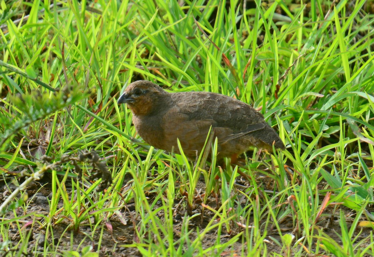 Jungle Bush-Quail - ML642572121