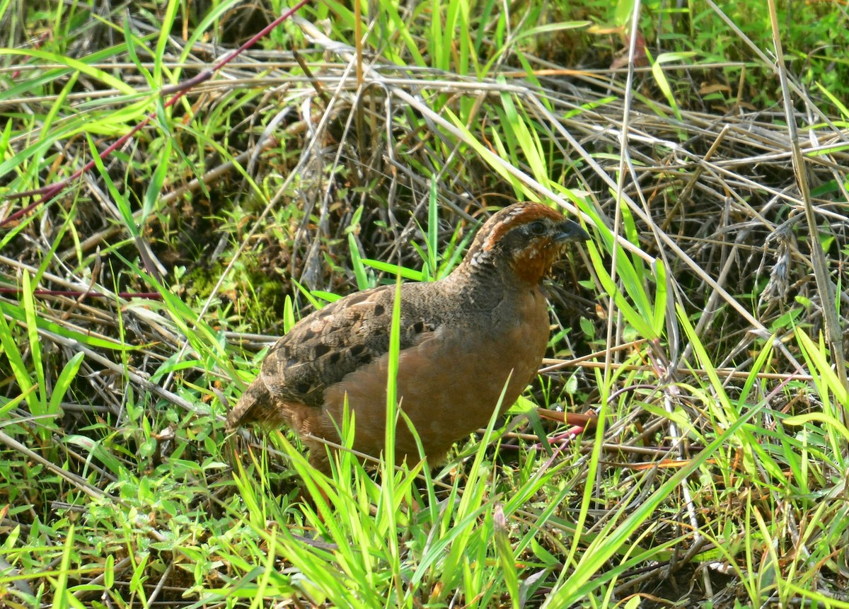 Jungle Bush-Quail - ML642572123