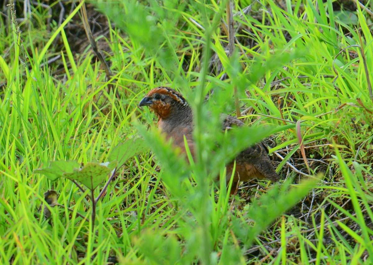 Jungle Bush-Quail - ML642572124