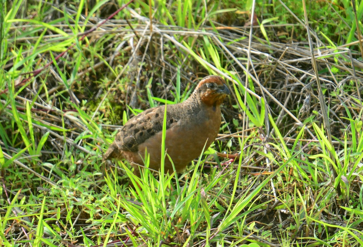 Jungle Bush-Quail - ML642572125
