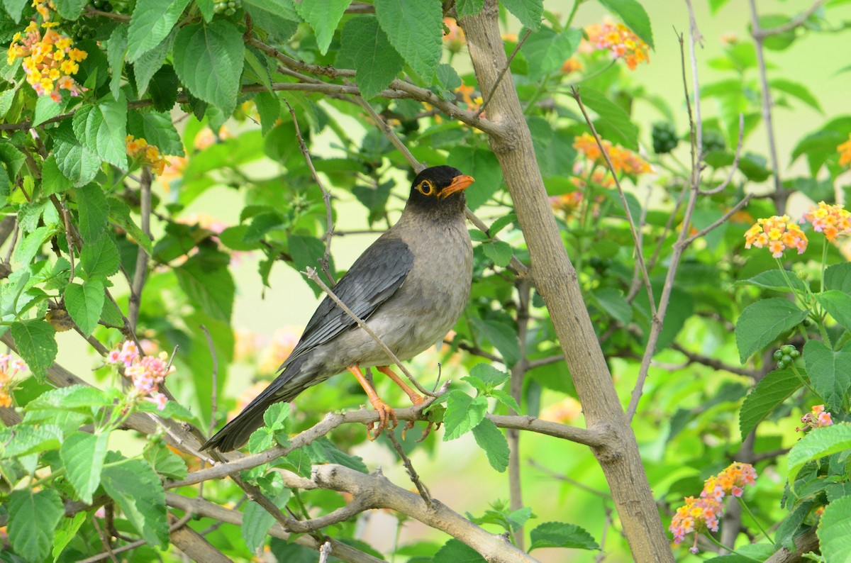 Indian Blackbird - ML642572129