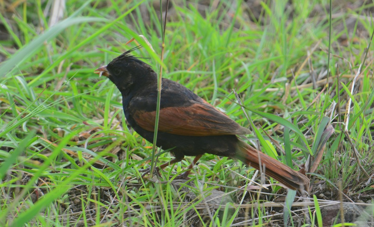 Crested Bunting - ML642572140