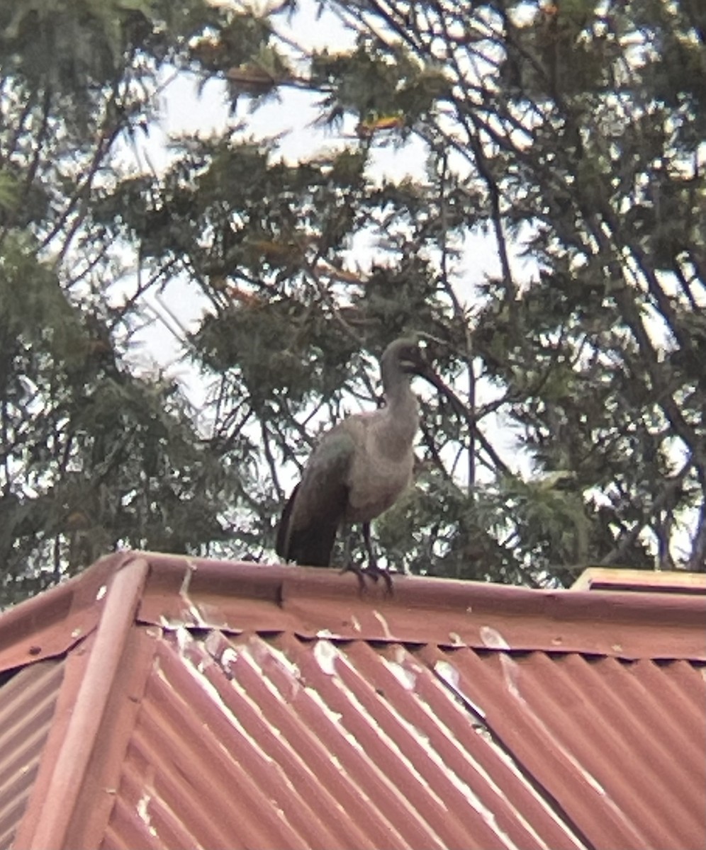 ibis hagedaš - ML642572162