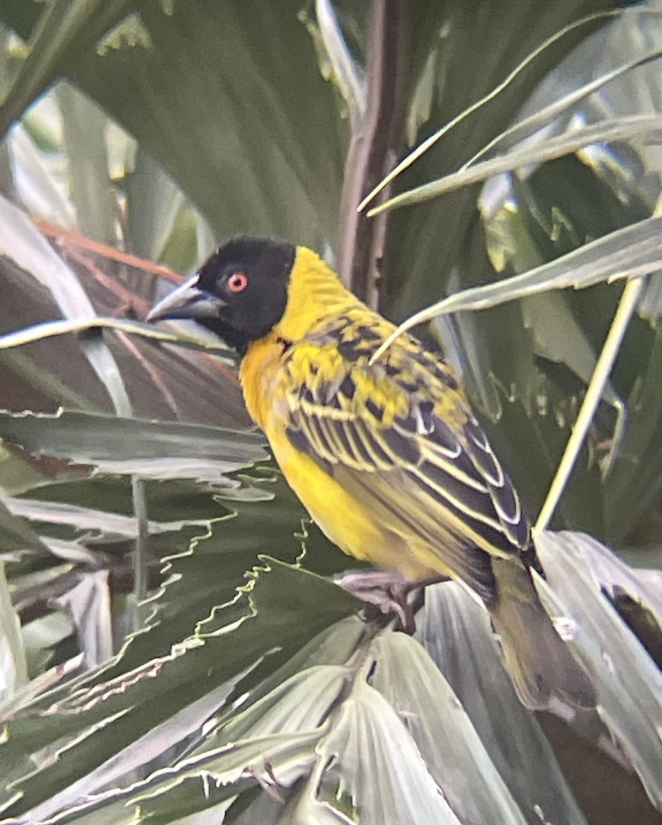 snovač zahradní - ML642572170