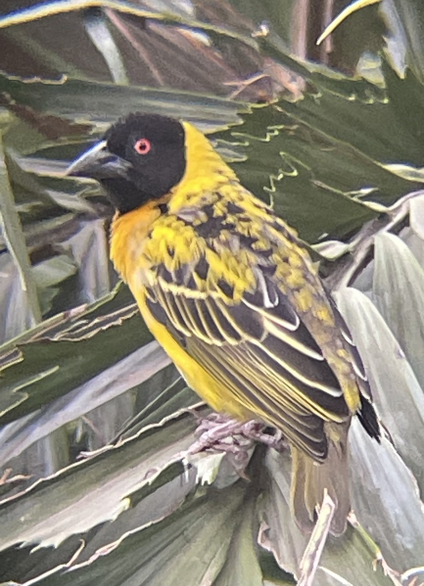 snovač zahradní - ML642572171