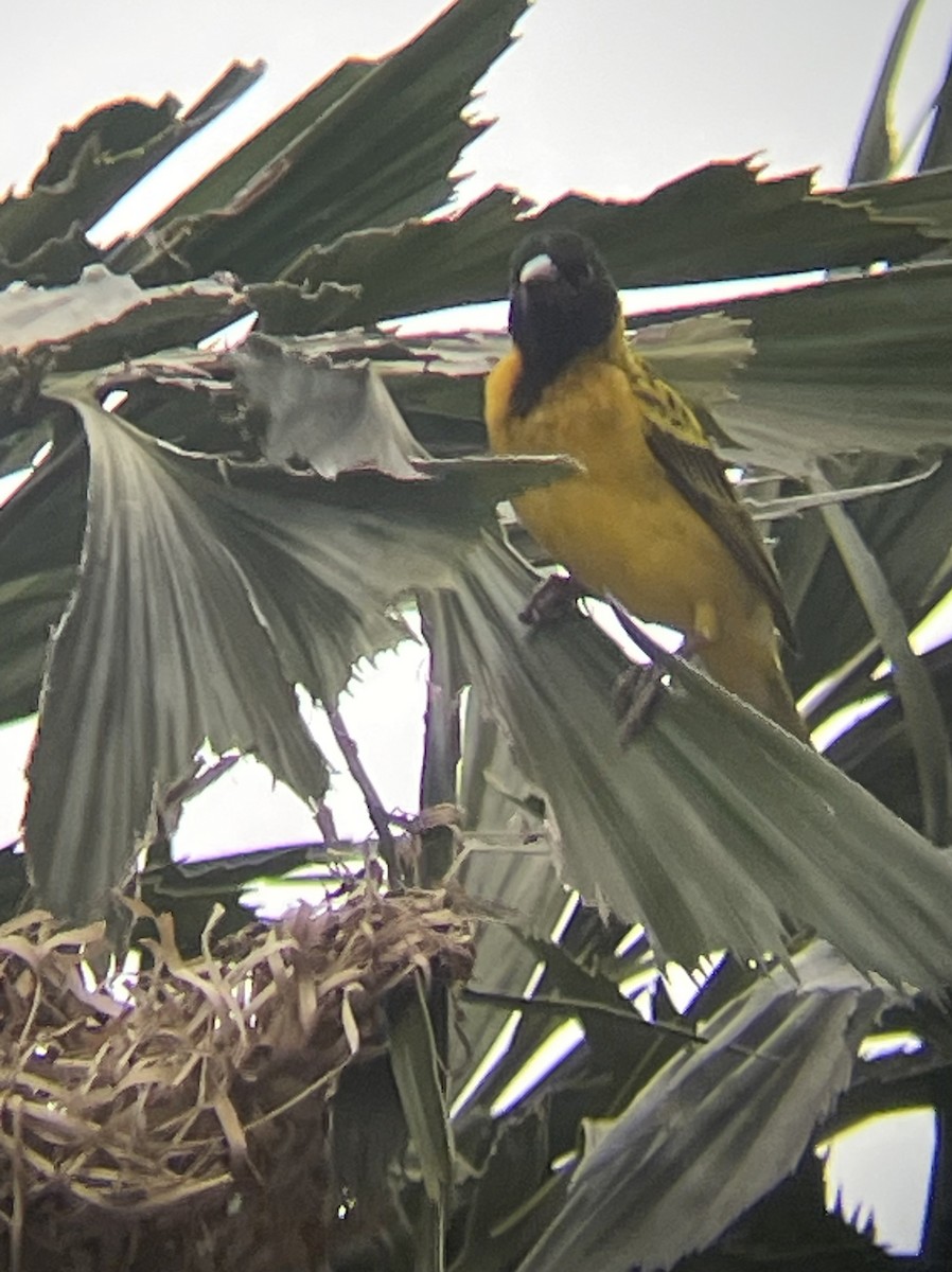 snovač zahradní - ML642572172