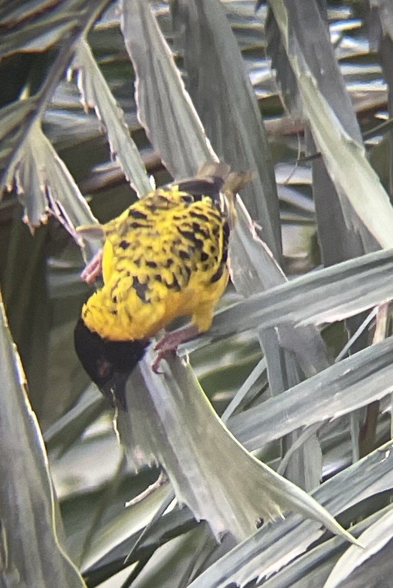 snovač zahradní - ML642572173