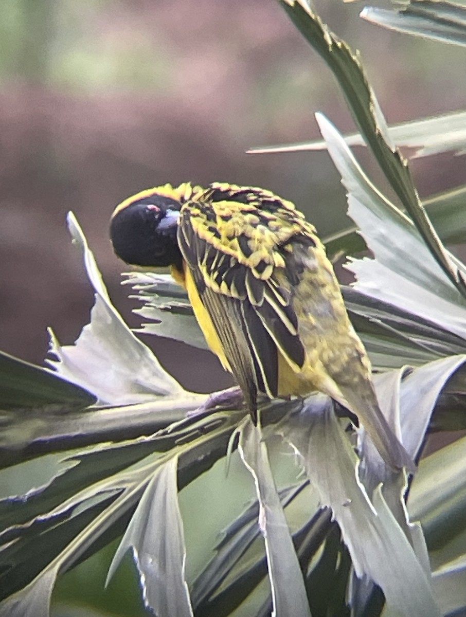 snovač zahradní - ML642572174