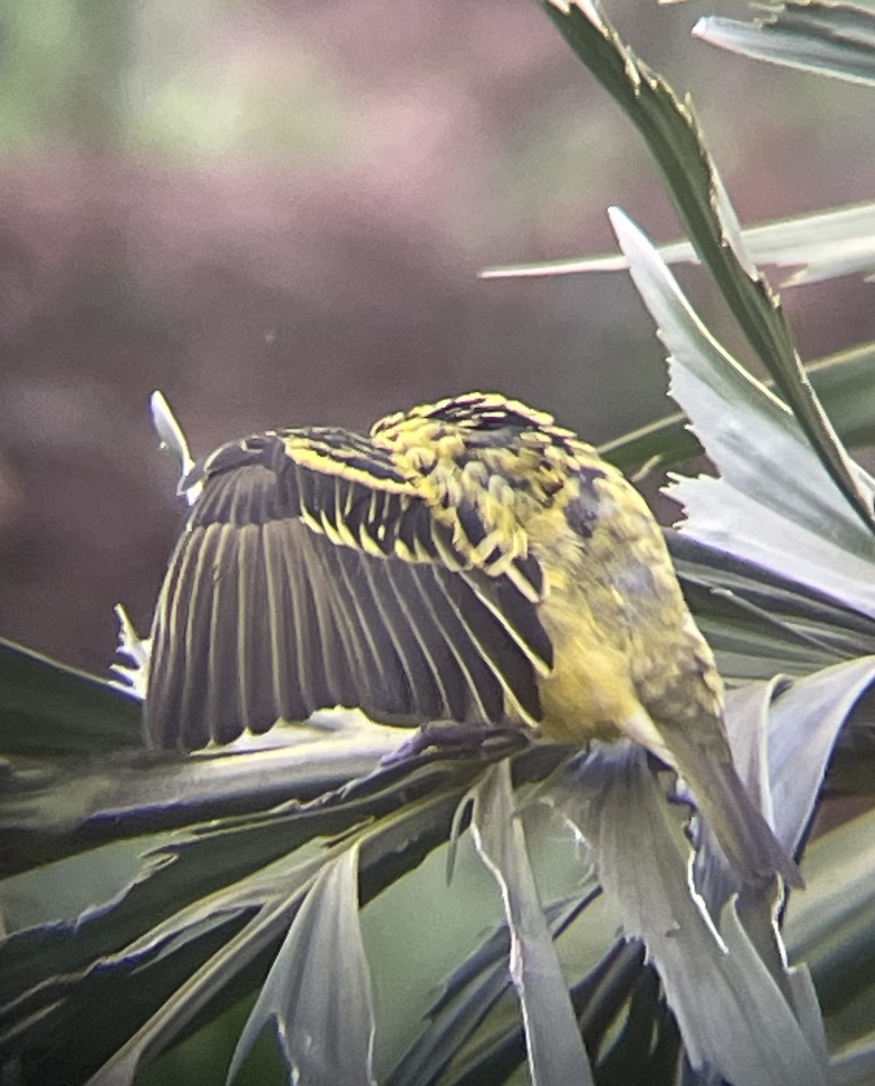 snovač zahradní - ML642572175