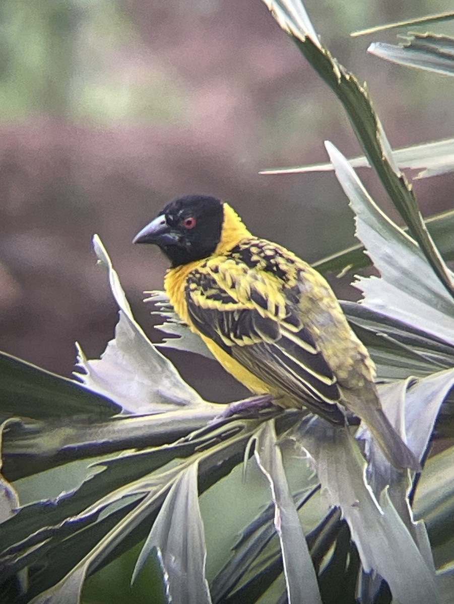 snovač zahradní - ML642572176