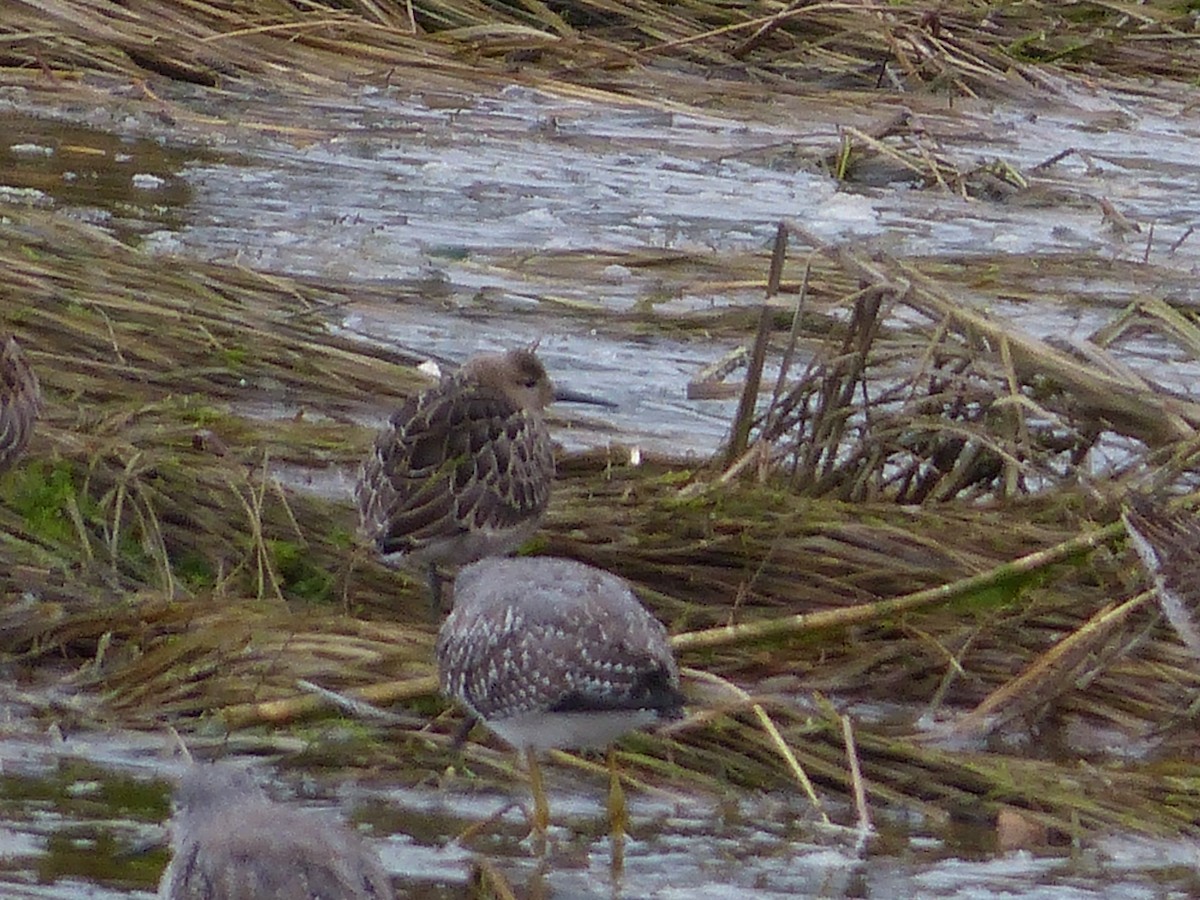 Ноцоо элсэг - ML642572177