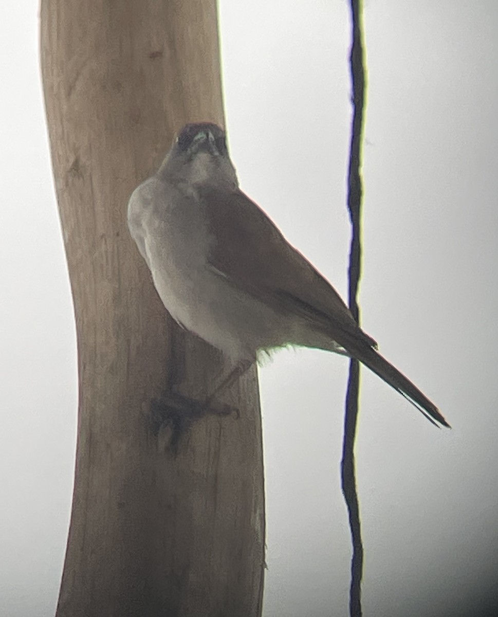 vrabec šedohlavý - ML642572185