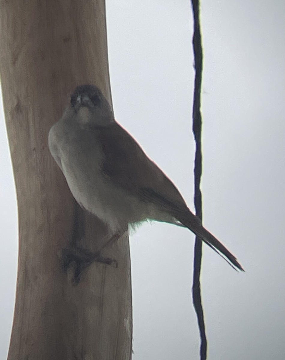 vrabec šedohlavý - ML642572186