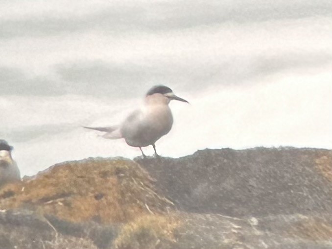 White-fronted Tern - ML642572199