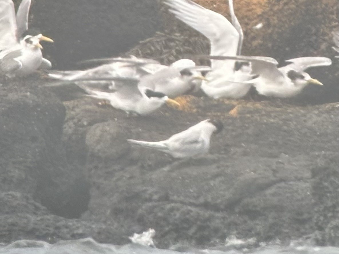 White-fronted Tern - ML642572200