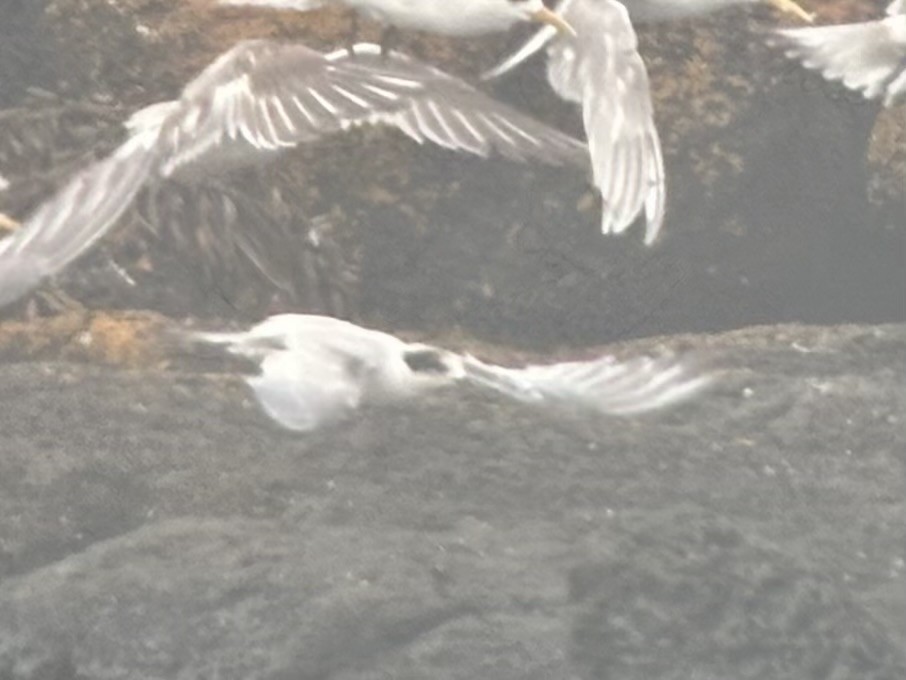 White-fronted Tern - ML642572201
