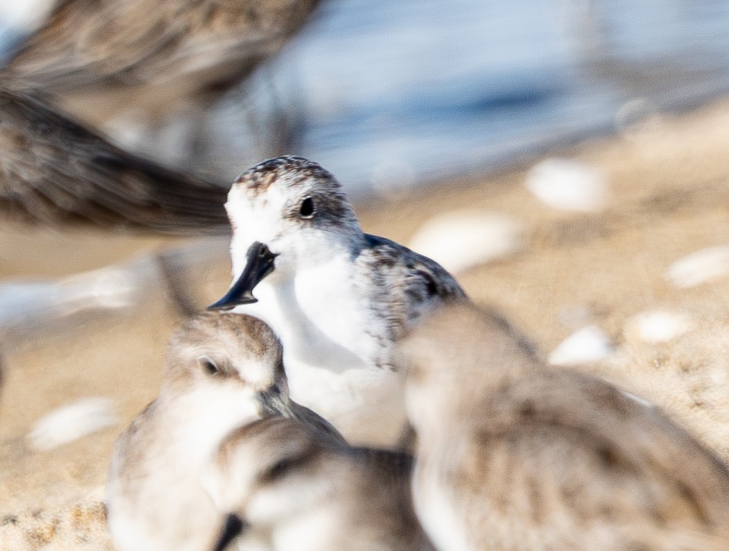 Spoon-billed Sandpiper - ML642572206