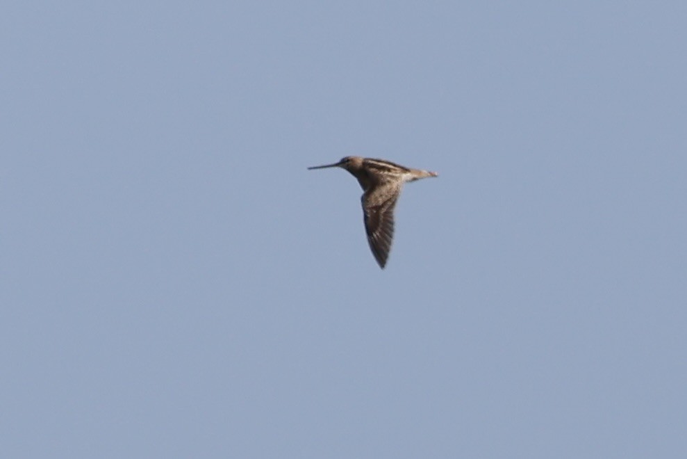 Latham's Snipe - ML642572207