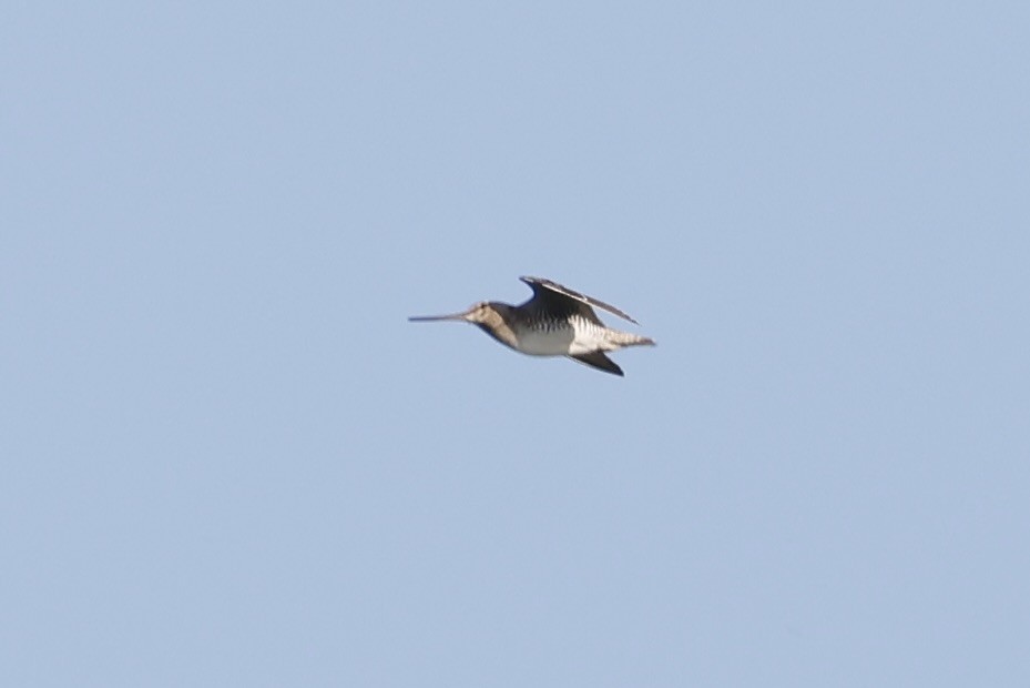 Latham's Snipe - ML642572209