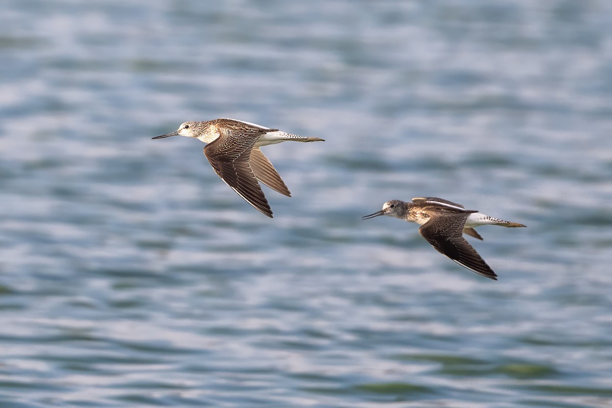 Үхэр хөгчүү - ML642572214