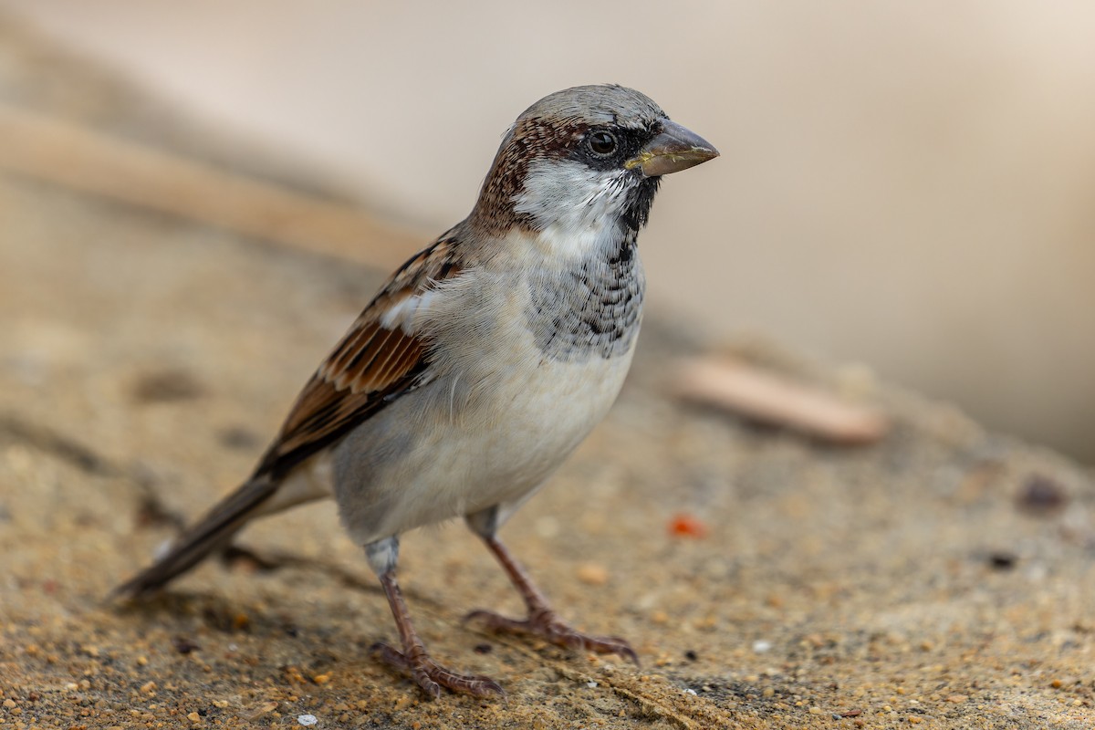 House Sparrow - ML642572224