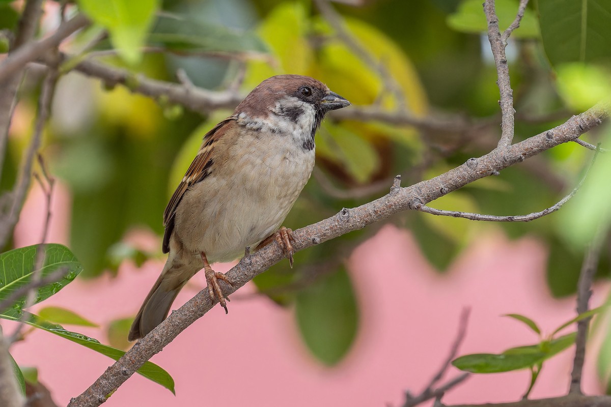 Eurasian Tree Sparrow - ML642572225
