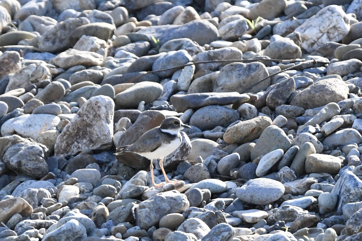 Long-billed Plover - ML642572227