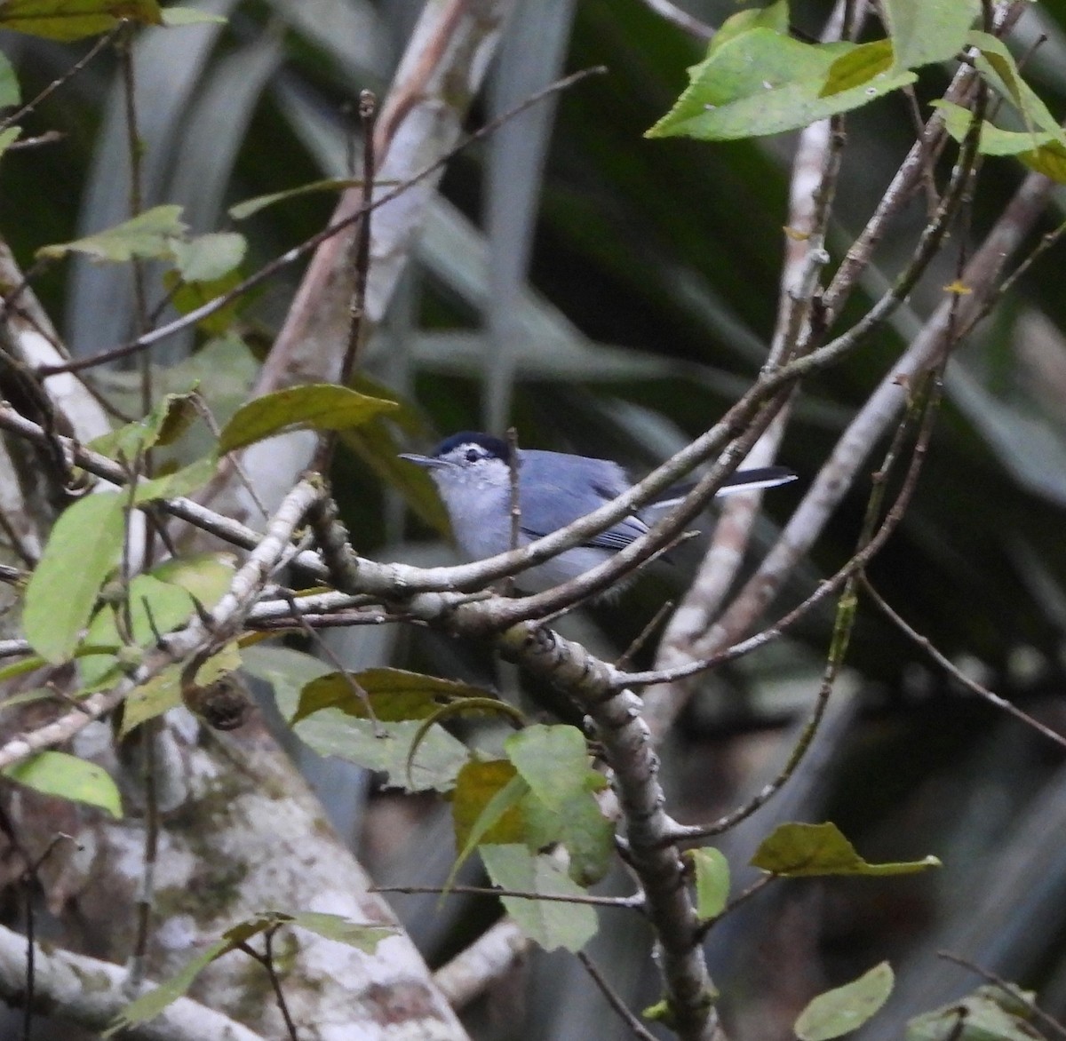 White-browed Gnatcatcher - ML642572241