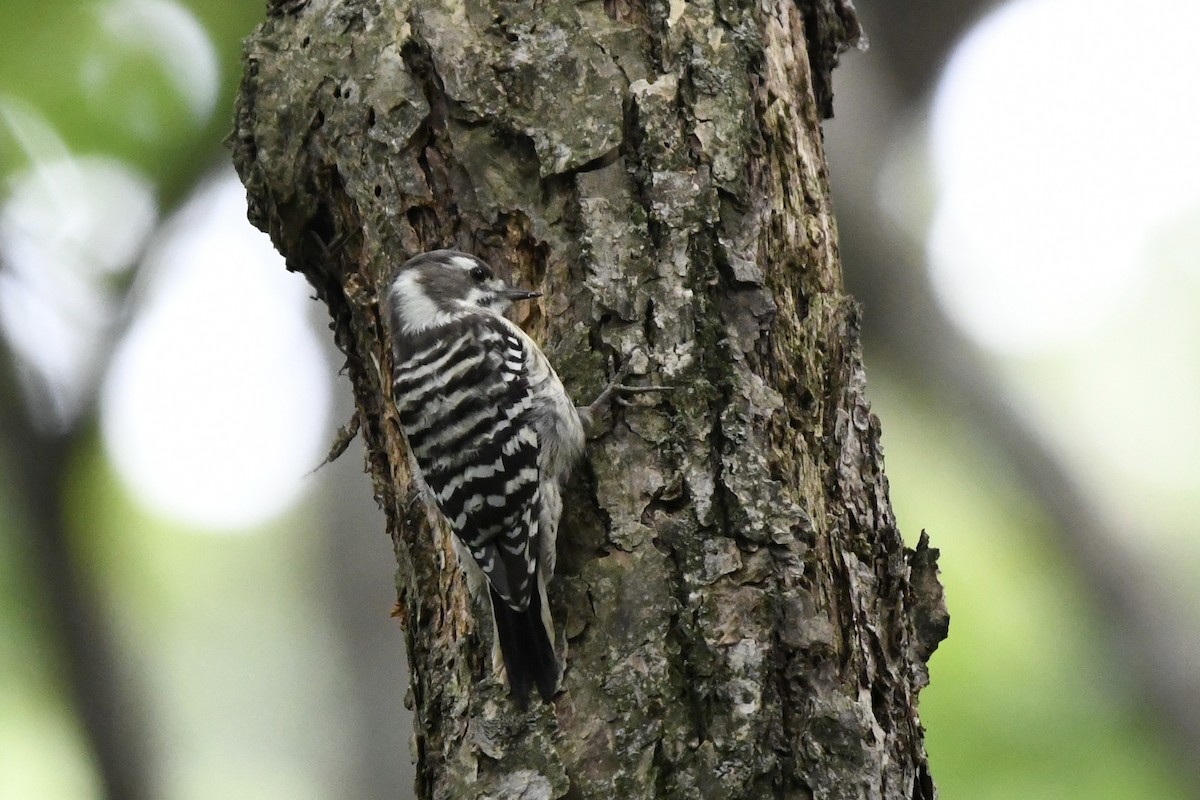 Japanese Pygmy Woodpecker - ML642572243
