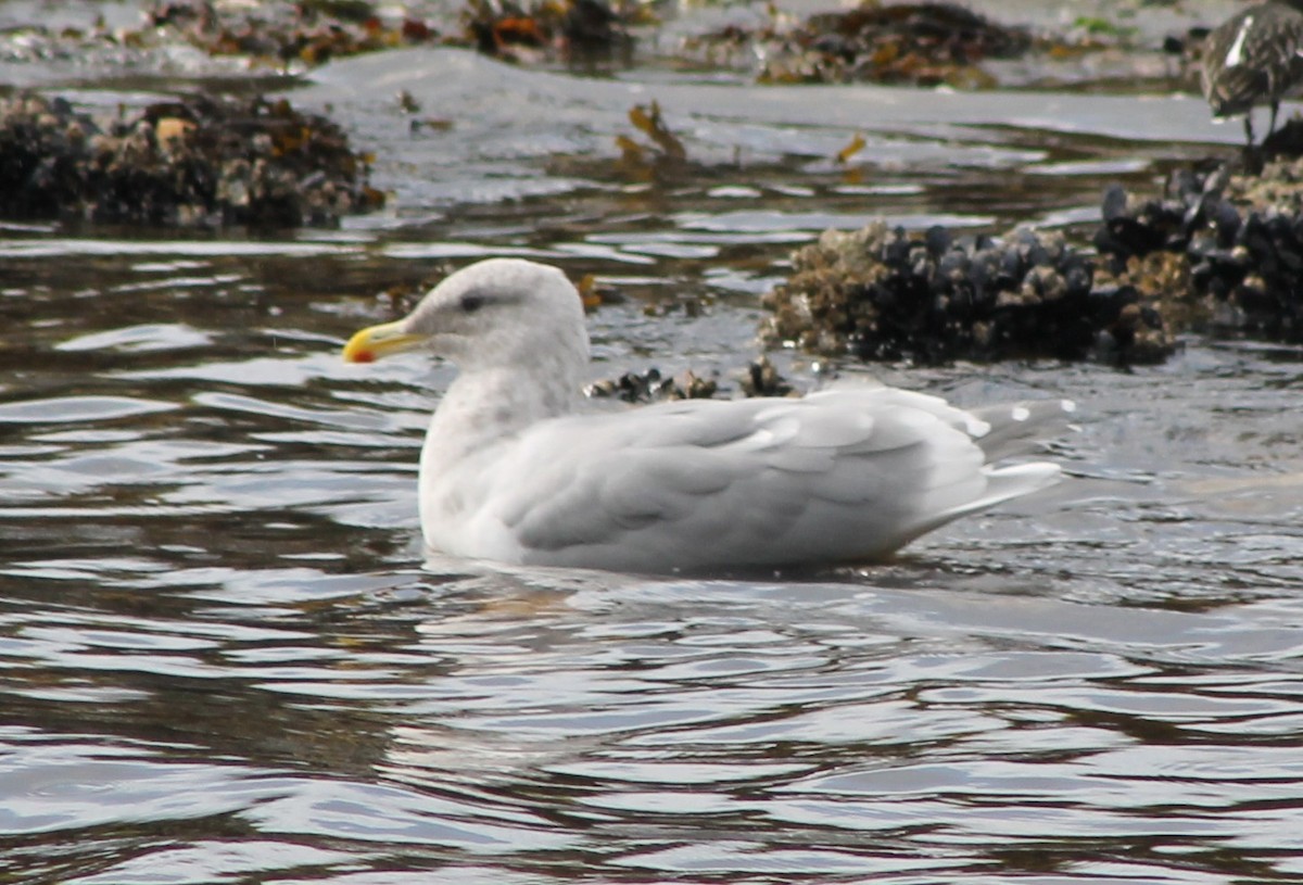 Glaucous-winged Gull - ML642572277