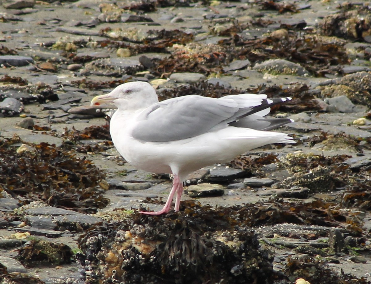 Glaucous-winged Gull - ML642572278
