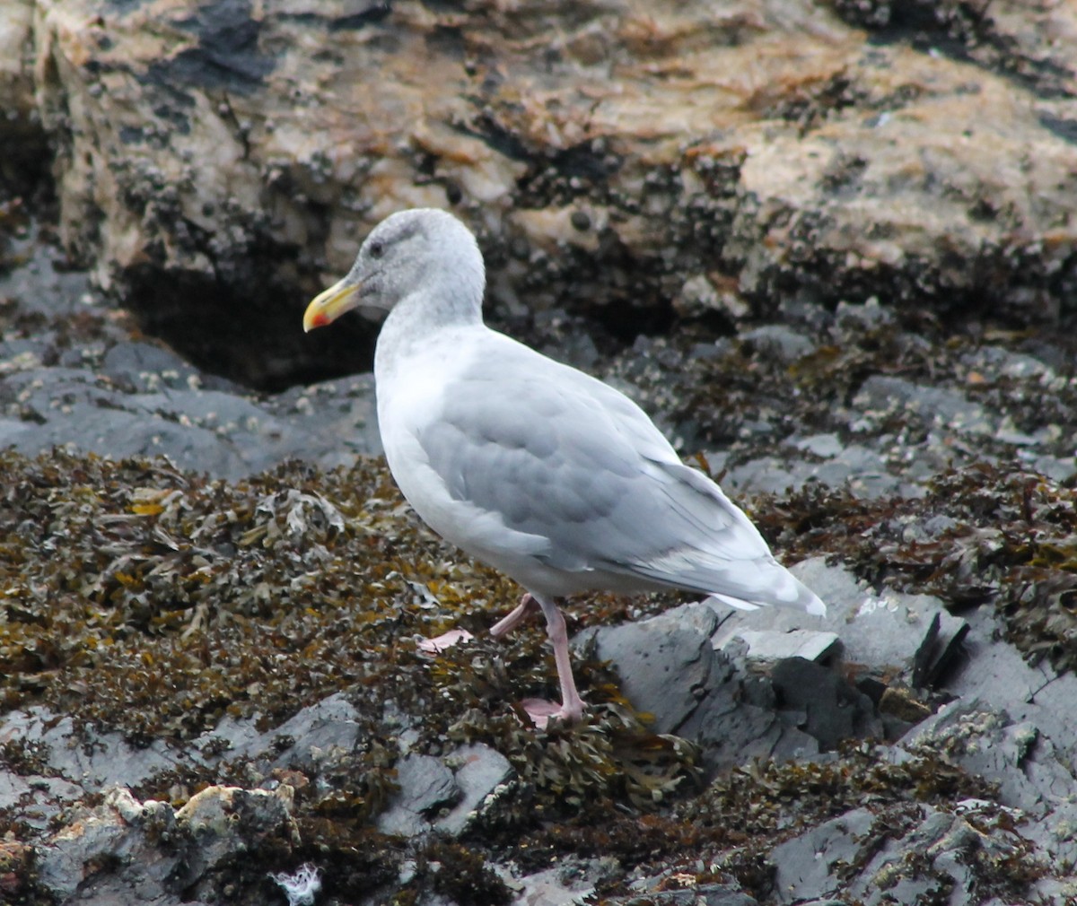 Glaucous-winged Gull - ML642572280