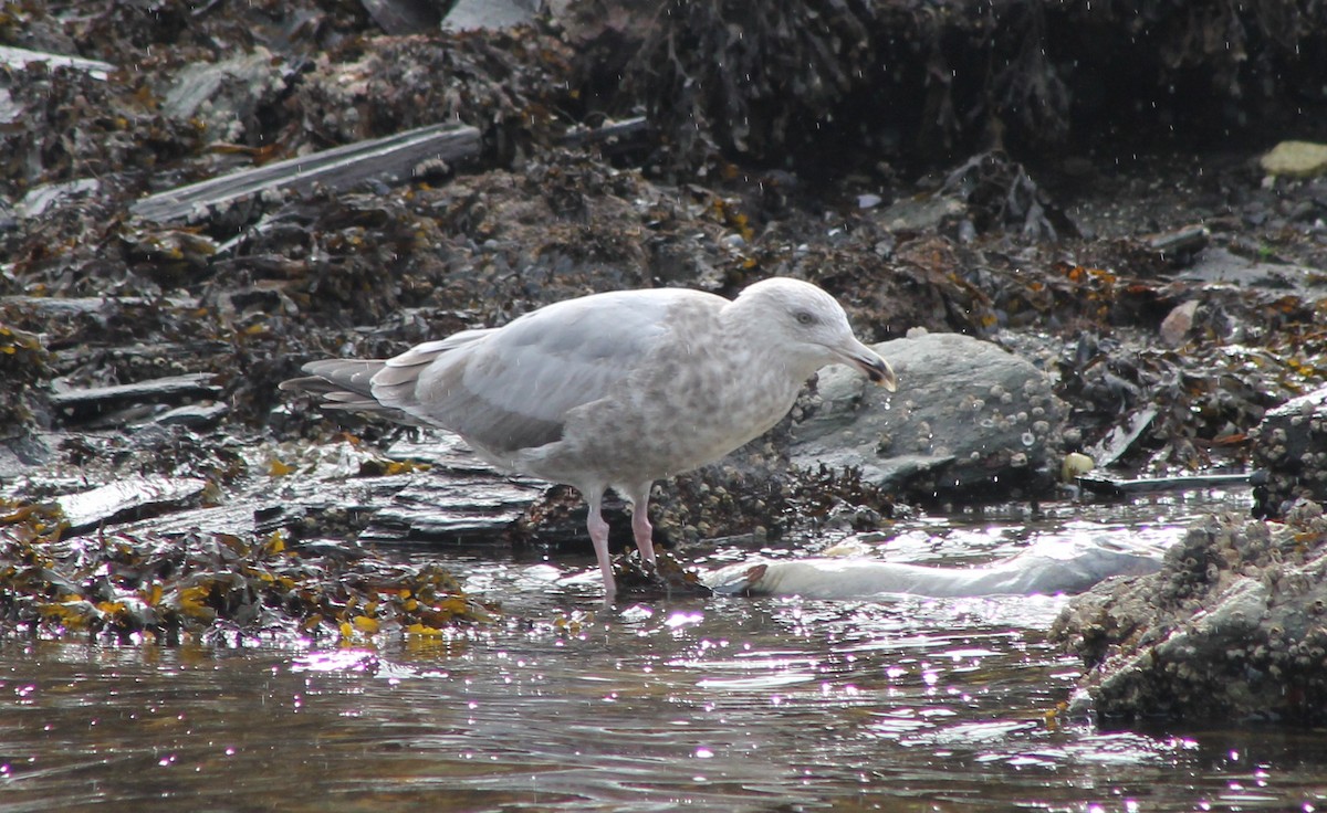 Glaucous-winged Gull - ML642572281