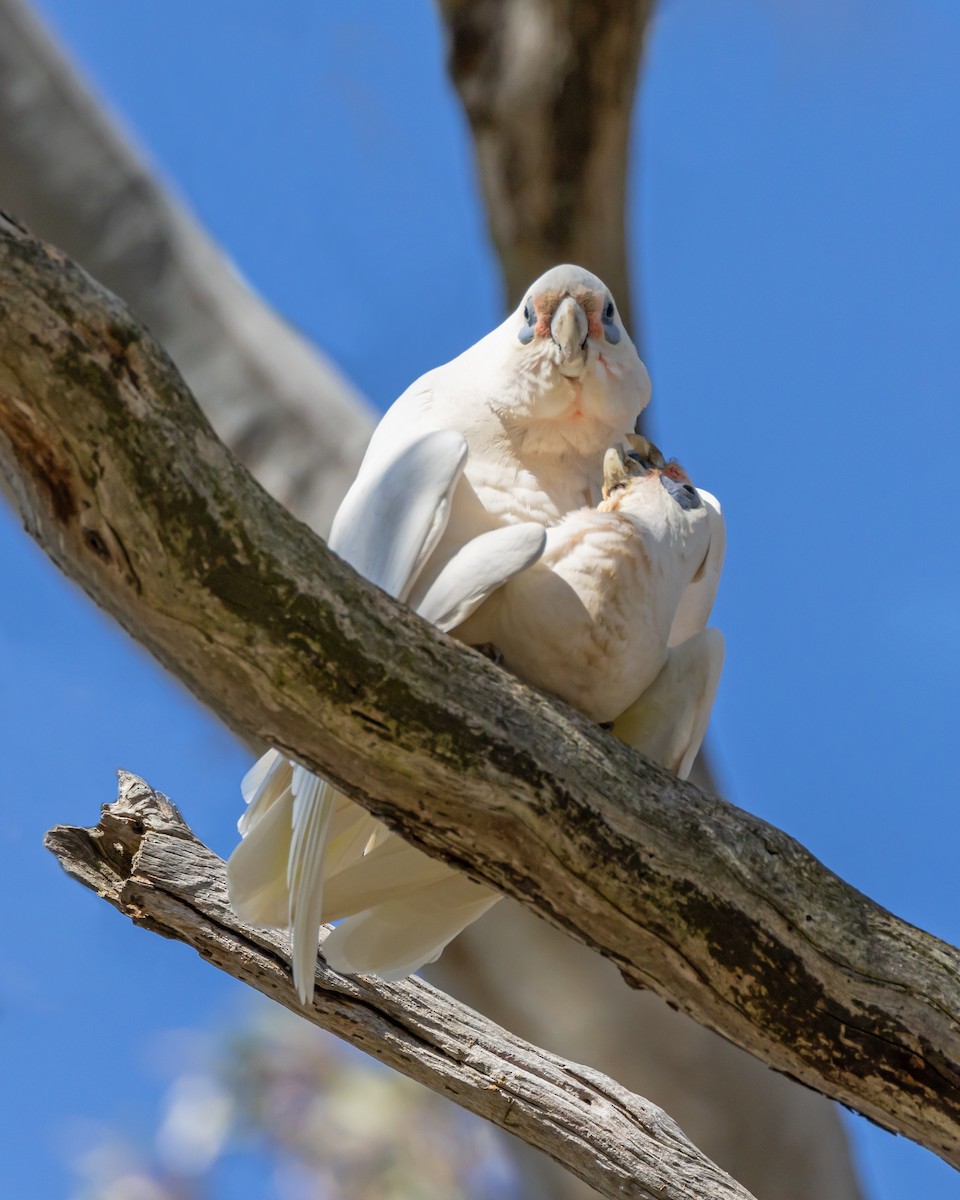Little Corella - ML642572314
