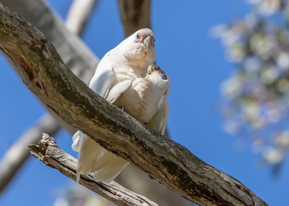 Little Corella - ML642572315