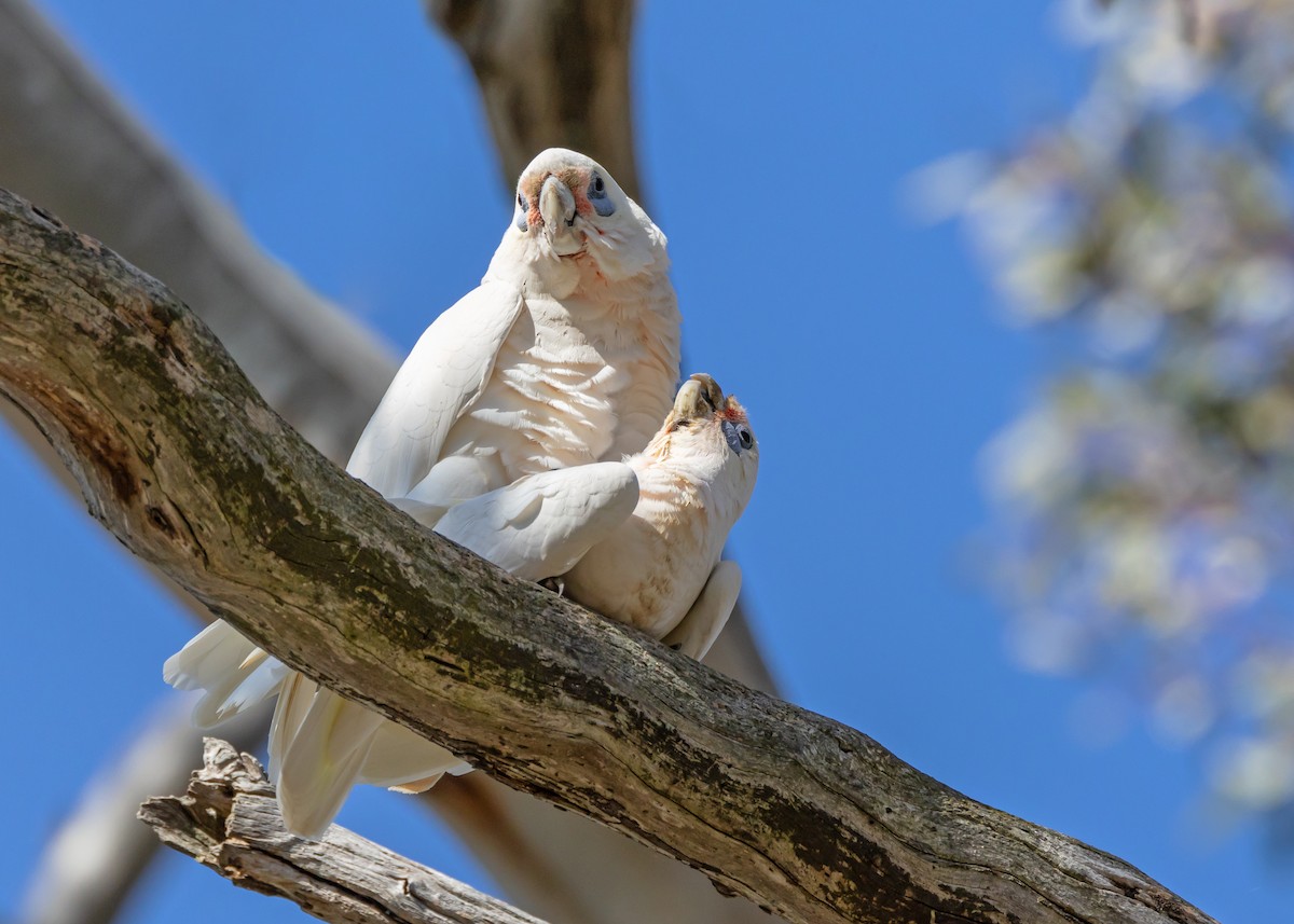 Little Corella - ML642572316