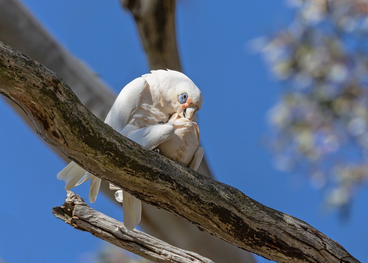 Little Corella - ML642572317