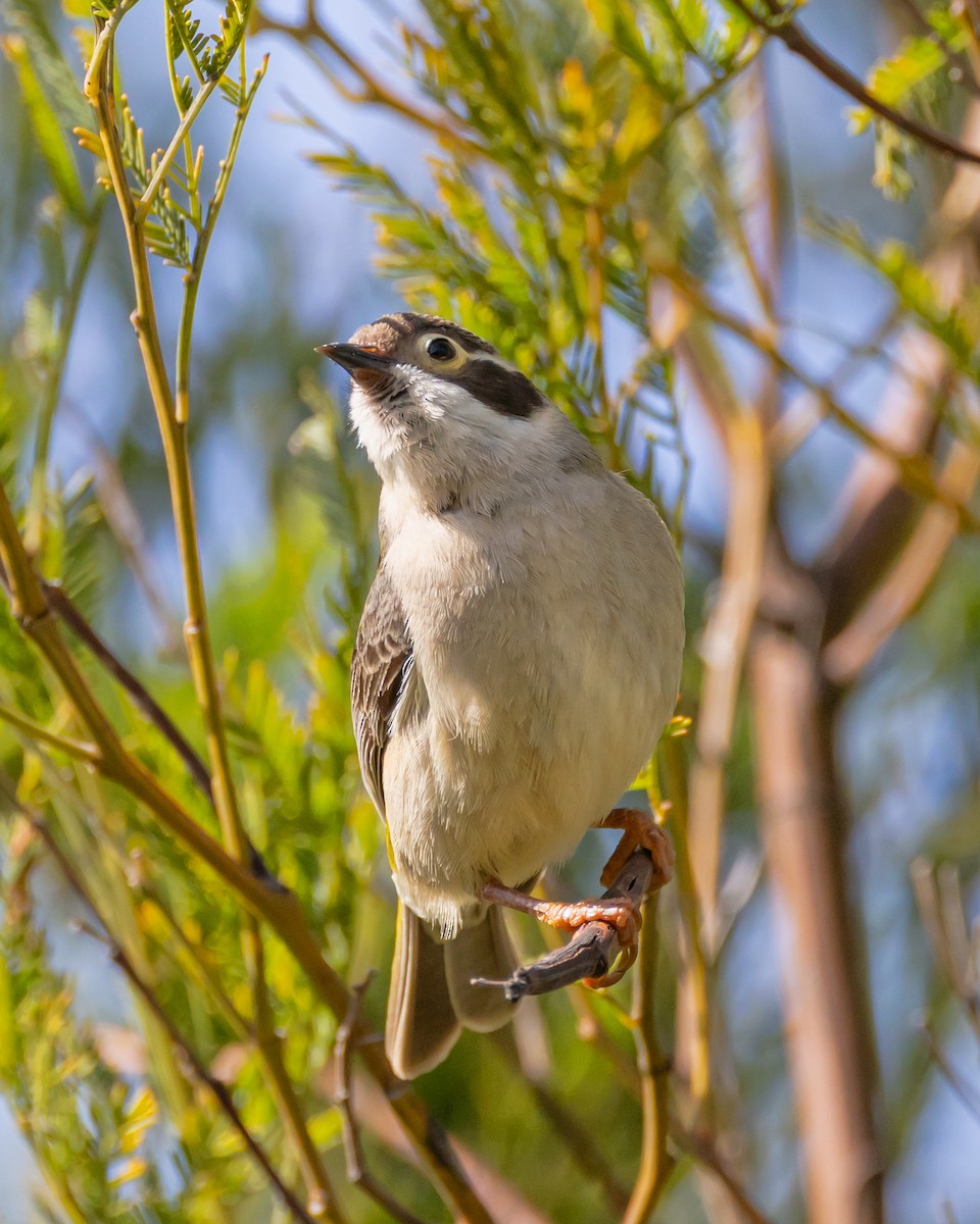 Brown-headed Honeyeater - ML642572333