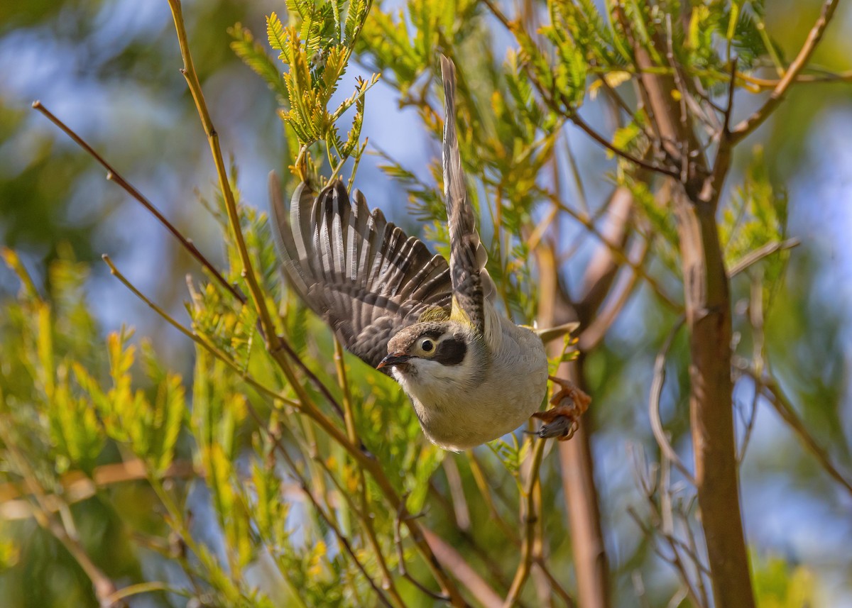 Brown-headed Honeyeater - ML642572334