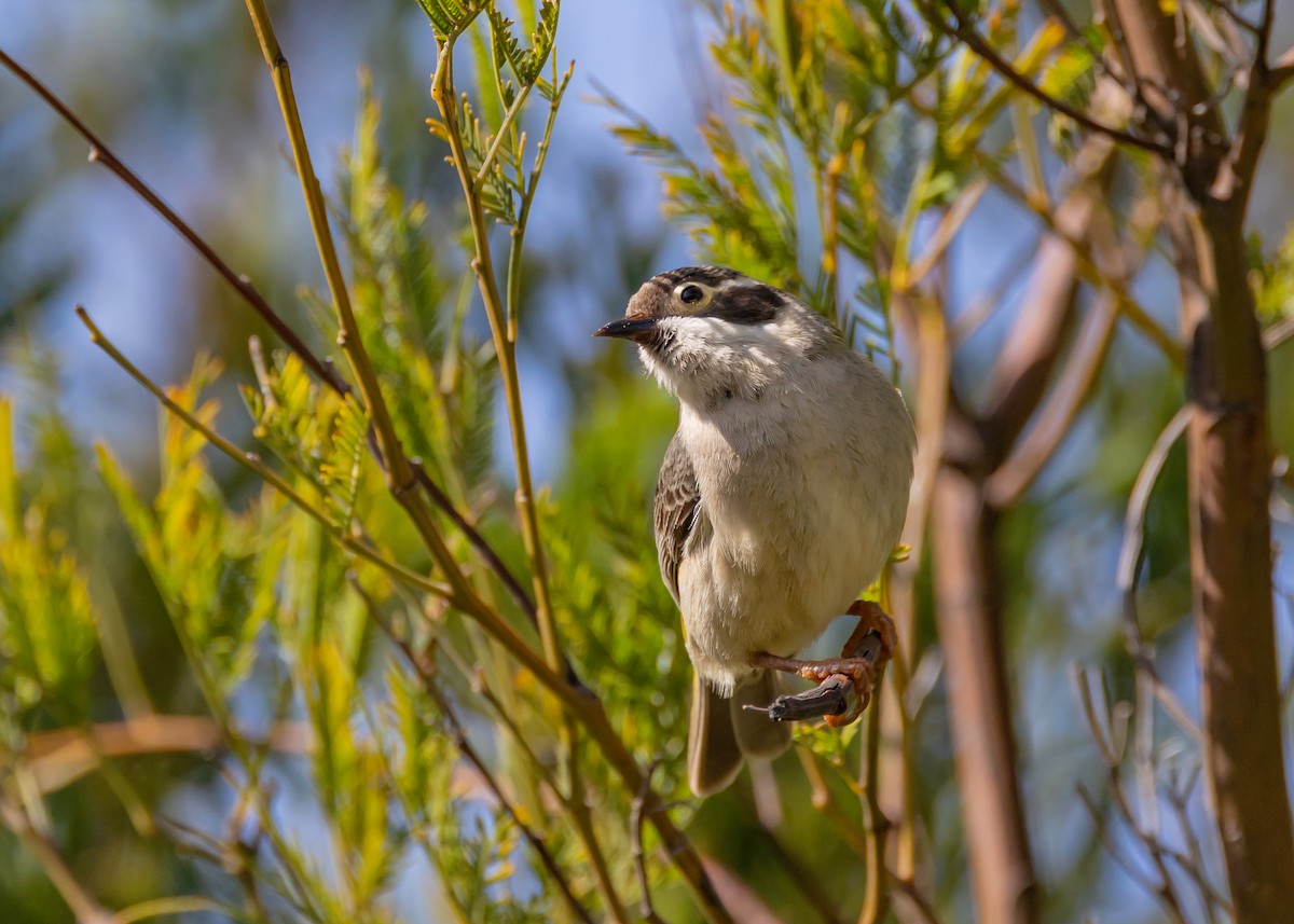 Brown-headed Honeyeater - ML642572335