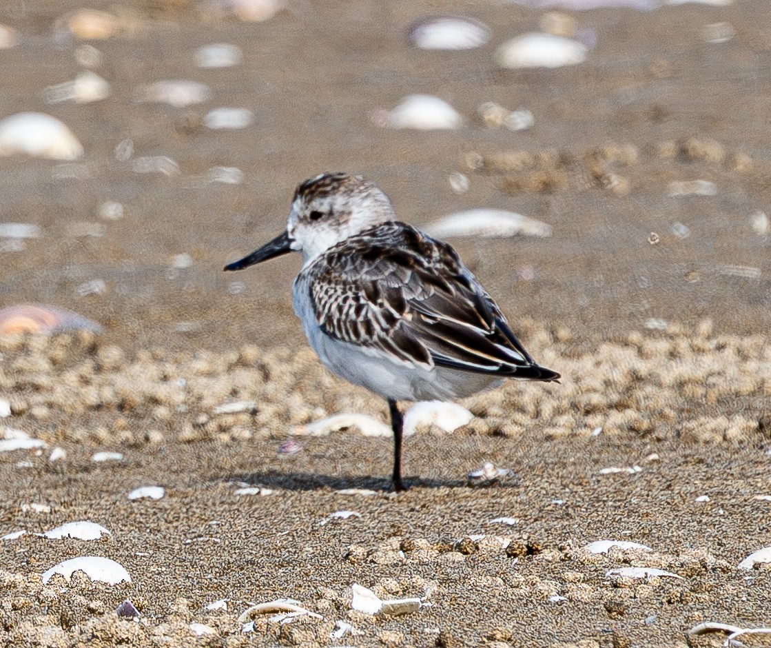 Spoon-billed Sandpiper - ML642572340
