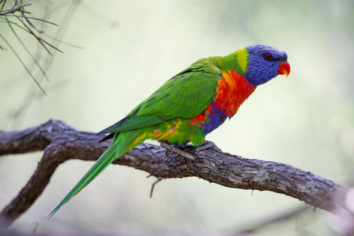 Rainbow Lorikeet - ML642572341