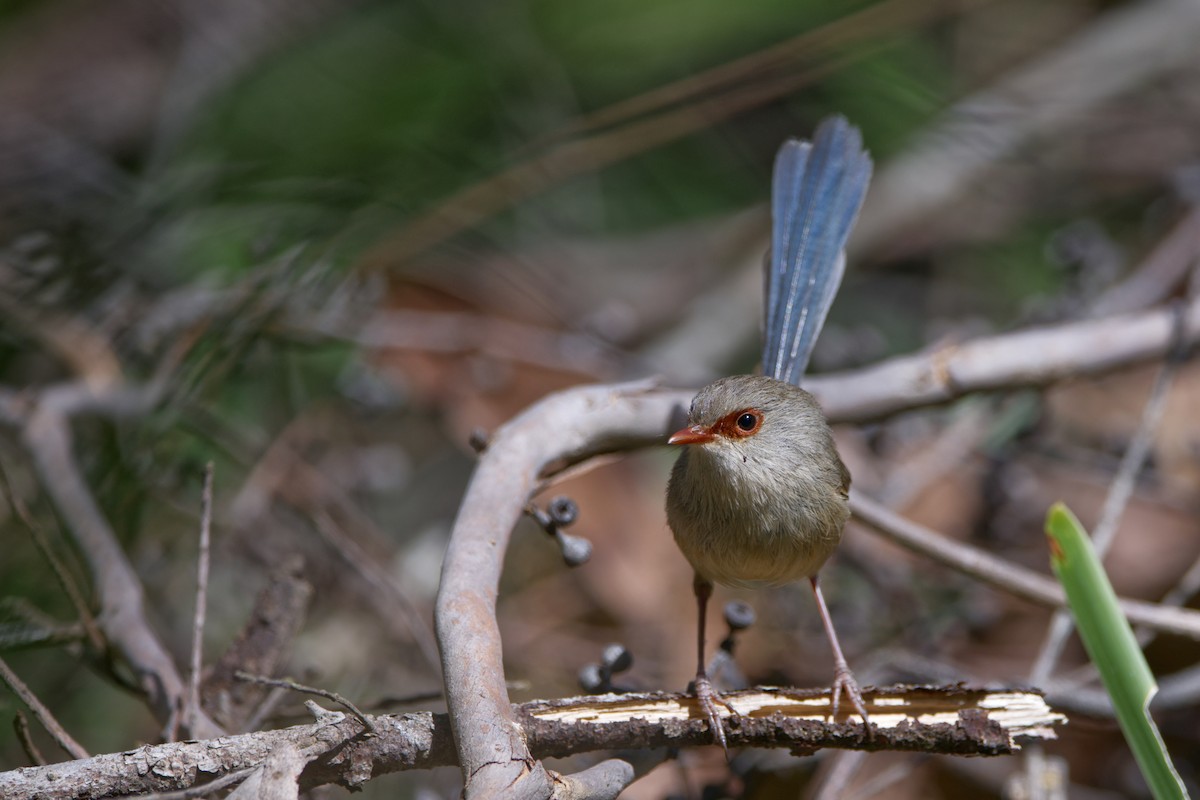 Variegated Fairywren - ML642572365